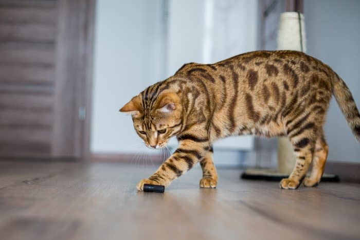 An F3 Bengal Cat